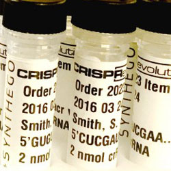 Synthetic RNA