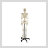 Skelton Model 66 inch Tall